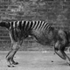 A thylacine in a cage.